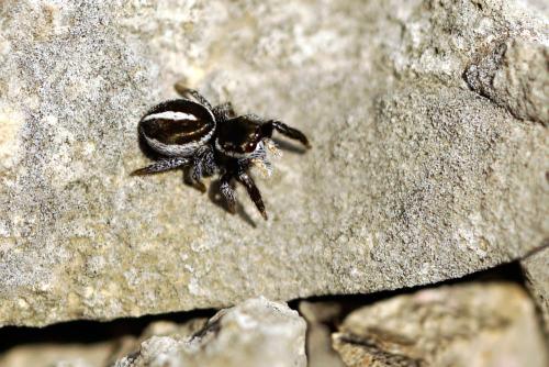 Réf. 298 420 : Pellenes geniculatus